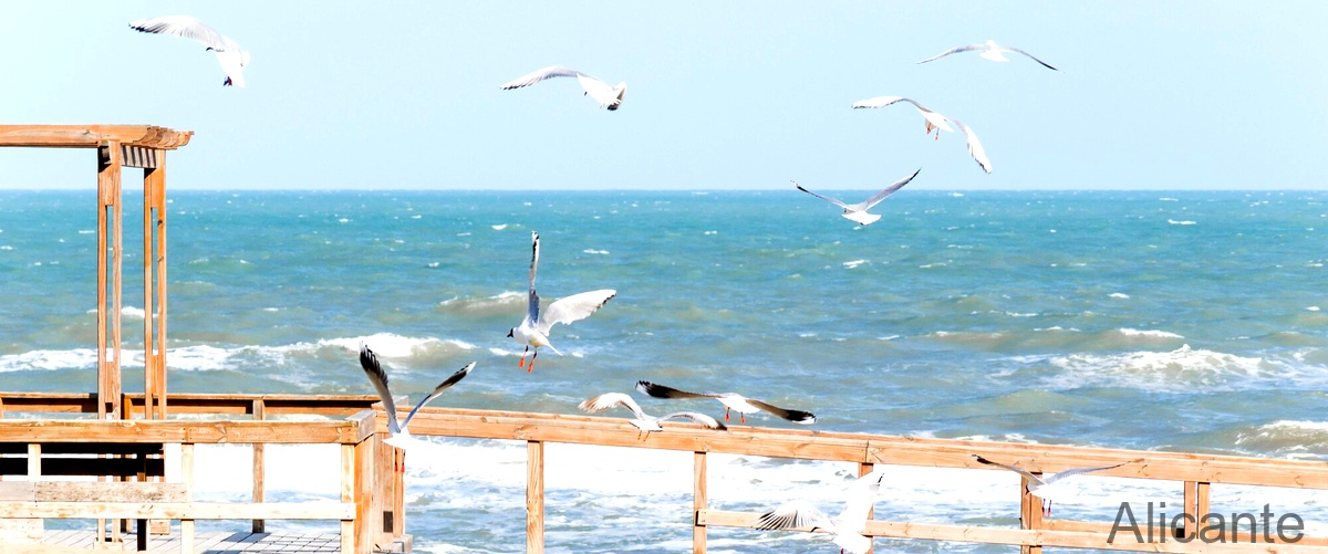 Las 18 mejores tiendas para comprar pájaros en Alicante
