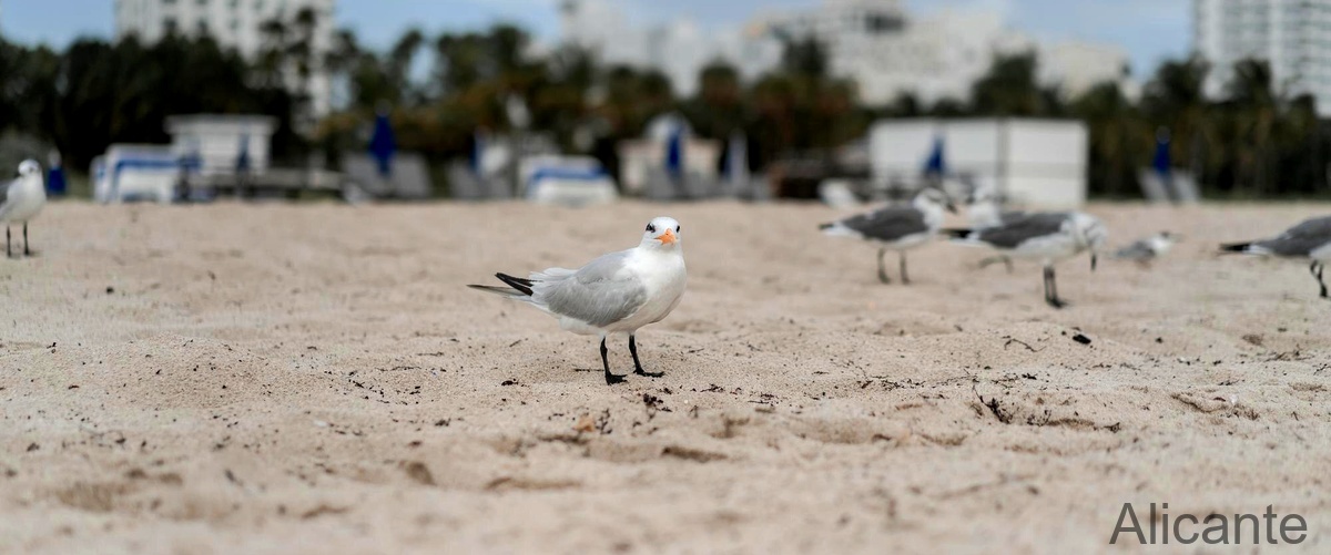 Los pájaros más populares como mascotas en Alicante