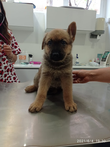 Clínica Veterinaria Más que Mascotas