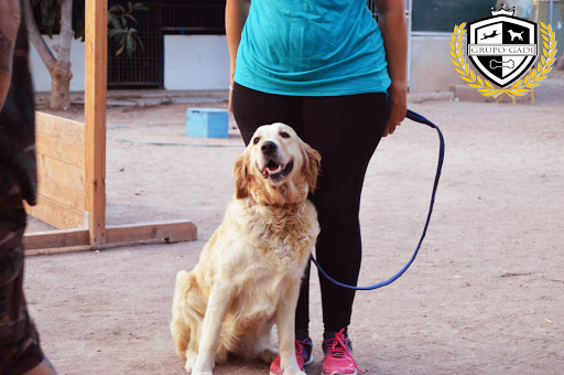 Adiestramiento Canino GADI