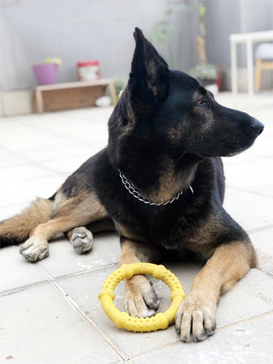 Tu Guía Canino - MATHIEU CARDON - Adiestrador Canino en Alicante